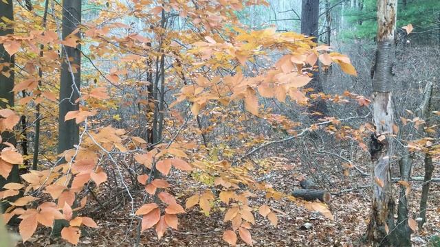 6 Forest Fall Wind Лес Осень Ветер смотреть онлайн
