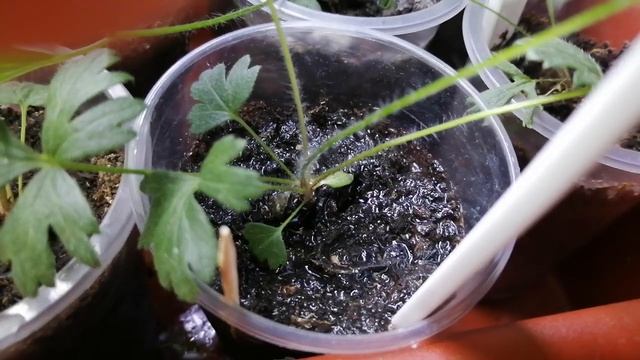 Коллемболы - белые 