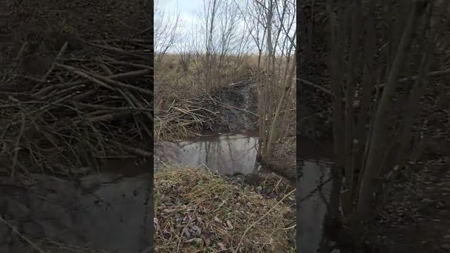 Дым в гостях у Пиночета. смотреть онлайн