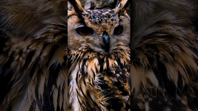 Owl Facts: Things you didn't know about Owls смотреть онлайн