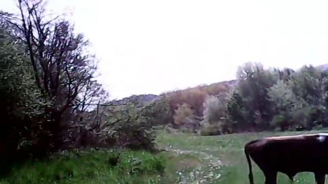 Карпатський бичок1 смотреть онлайн