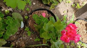 Пеларгонии Сим Заветная мечта и другие !