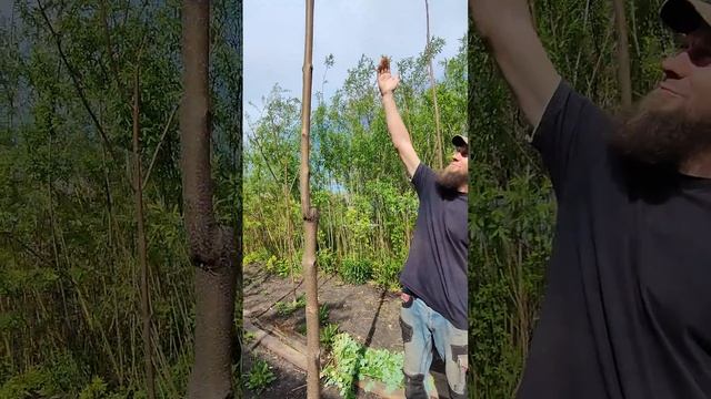 Павловния Шан Тонг и Тометоса! Селекция 2020 - 2023 год.