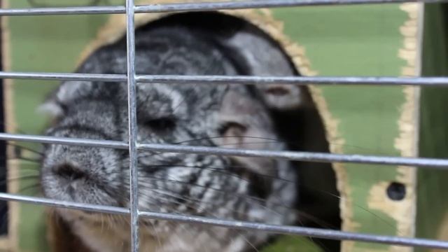 Утро наших животных. Лучика закрутило в колесе. смотреть онлайн