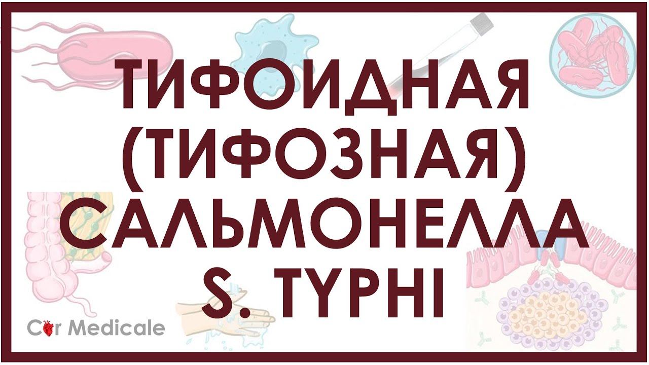 Тифоидная (тифозная) сальмонелла - S. Typhi - микробиология, патогенез, симптомы, лечение смотреть онлайн