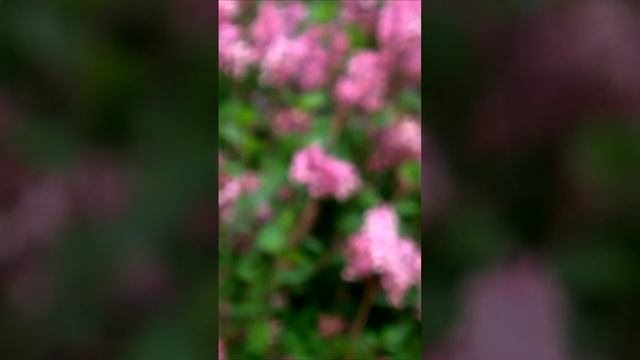 У сирени особенный запах. Дмитрий Шлапак смотреть онлайн