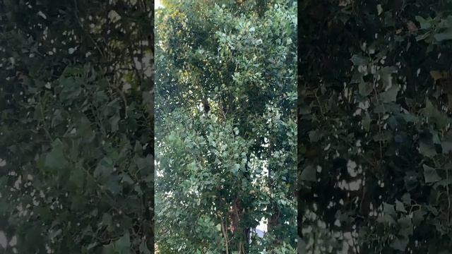 #воробей #воробушек #пение #пение_птиц