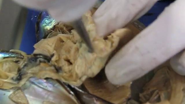 Internal Structure of the Clam 09 3 смотреть онлайн