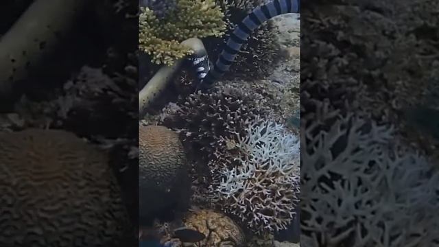 Sea Snake Bite & Eating Eelse Life Underwater смотреть онлайн