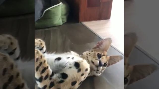 Сервал Тифани