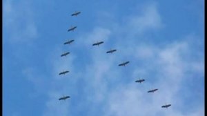 Здесь под небом чужим - Журавли