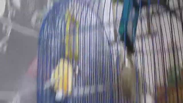 Пример скрепления клеток птиц смотреть онлайн