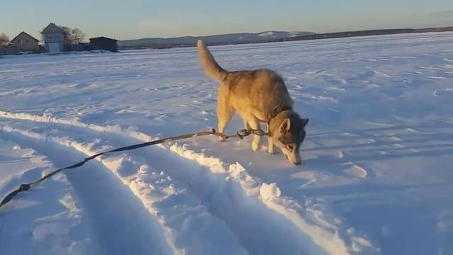 Хаски и снег смотреть онлайн