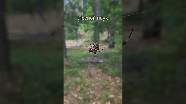 Пауков бояться - в лес не ходить... смотреть онлайн