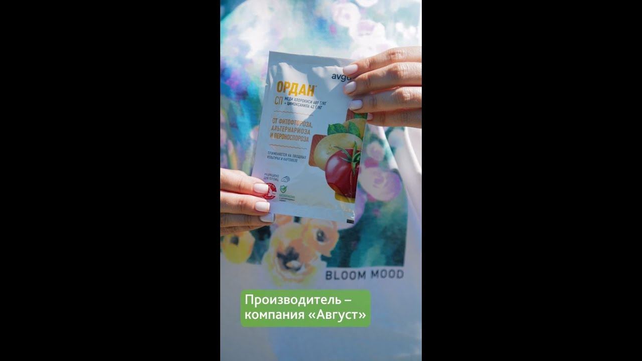 Защищаем томаты от фитофтороза с препаратом Ордан смотреть онлайн