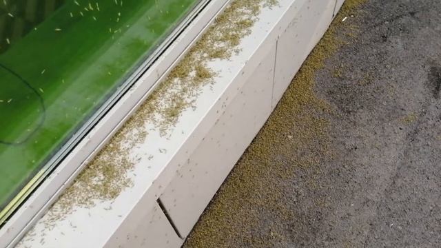 Нашествие зелёных насекомых в Таганроге. смотреть онлайн