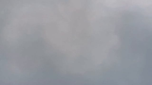 Ястреб тетеревятник атакует голубей/Again, The Goshawk Attacks My Pigeons