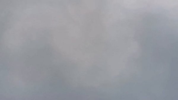 Ястреб тетеревятник атакует голубей/Again, the goshawk attacks my pigeons