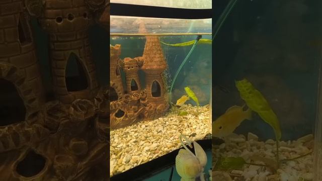 цихлиды еллоу смотреть онлайн