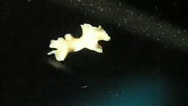 Swimming Polyclad flatworm смотреть онлайн