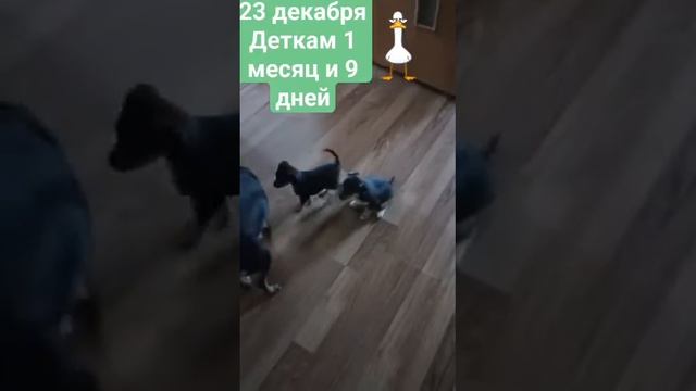 #питомцы #джульетта #армавир #русскийтойтерьер смотреть онлайн