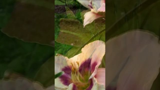 А вот смотрите-ка - Лилейник. Дмитрий Шлапак смотреть онлайн