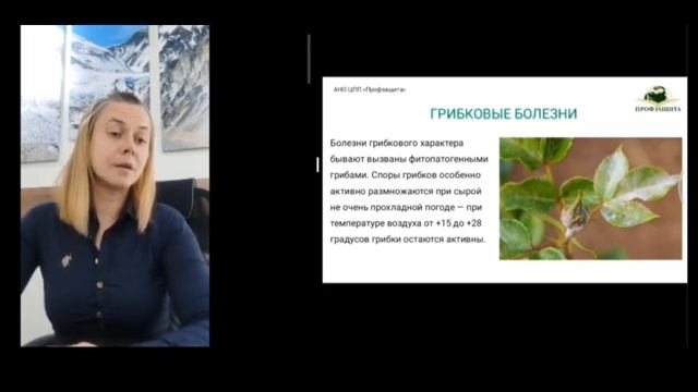 Агротехника выращивания роз смотреть онлайн