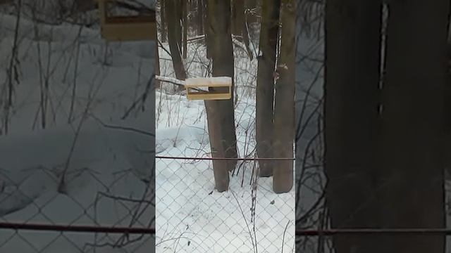 Злобная снегириха смотреть онлайн