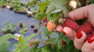 Малина сорт Соколица (Польский сотр) летнего срока созревания