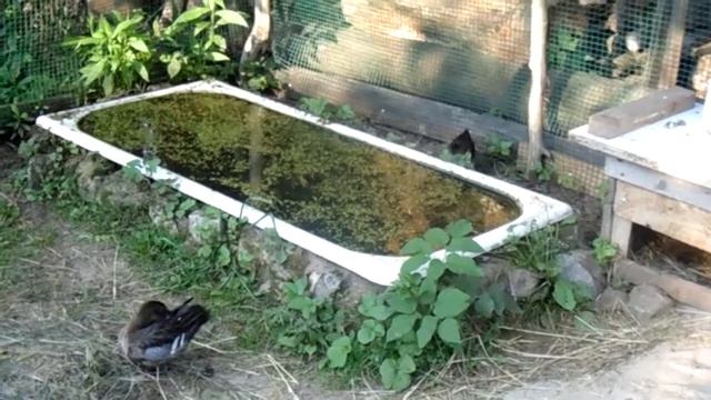 #птицы#утки Скоро в полёт , покинут родной дом смотреть онлайн