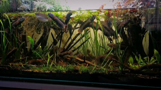 Channa Gachua Blue Bengal