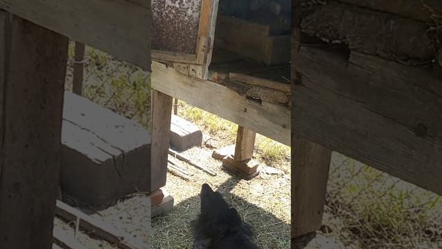 Спаниель пугает ушами кроликов смотреть онлайн