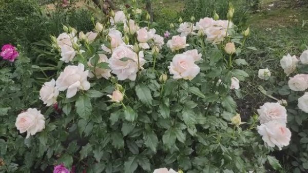 Зацветает ЧАНДОС БЬЮТИ-идеальная чайно-гибридная роза🤩 Какие красивые кусты!!!💖💖💖 . (1)