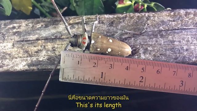 ด้วงบ่าหนามจุดดำ..The Black Raised-spot Long-horned Beetle 9/8/2022 смотреть онлайн