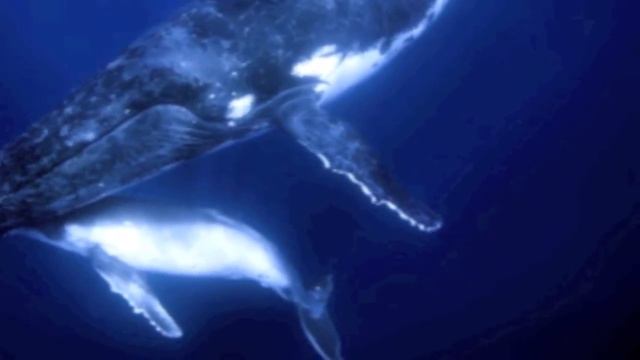 Whale Song And Whale Sounds Underwater