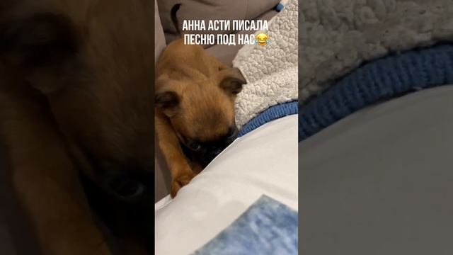 Новый ролик про жизнь с Булочкой каждый день @veronica_ovsyannikova смотреть онлайн