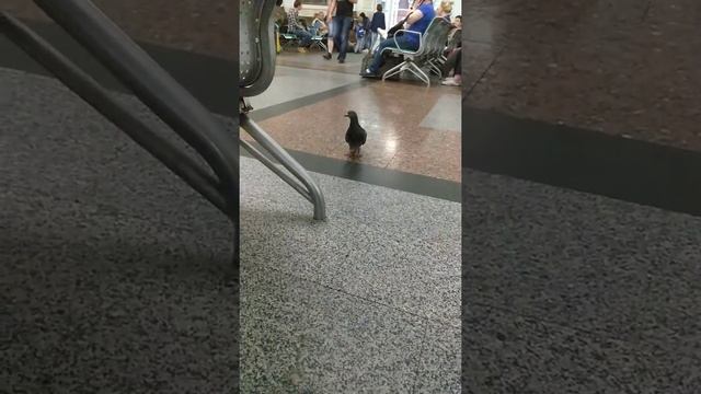 Общение с голубем. Курлык. смотреть онлайн