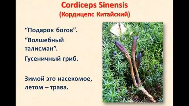 ТФ плюс Описание смотреть онлайн
