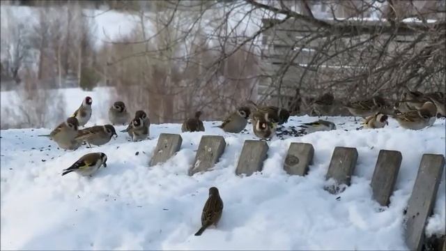Аламбай Птицы на кормушке 2 смотреть онлайн