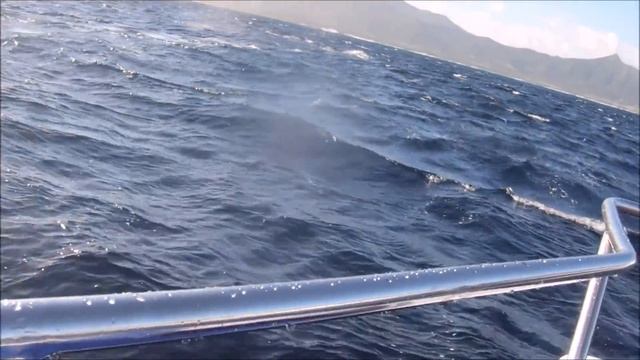 Whale Dolphin Chase At #mauritius