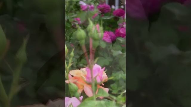 Пройдёмте в сад, я покажу Вас розам. Дмитрий Шлапак смотреть онлайн