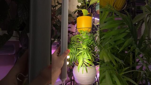 🌱✨ Откройте мир здорового роста с фитолампой! ✨🌱 смотреть онлайн