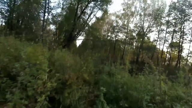 Водные процедуры самца косули охота на уток с подхода. смотреть онлайн