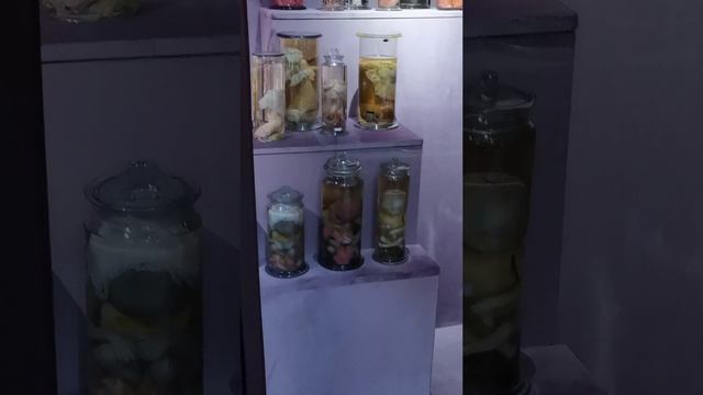 Кунсткамера Санкт-Петербург