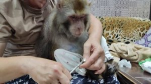 Ухаживаем, моем наших любимых обезьянок