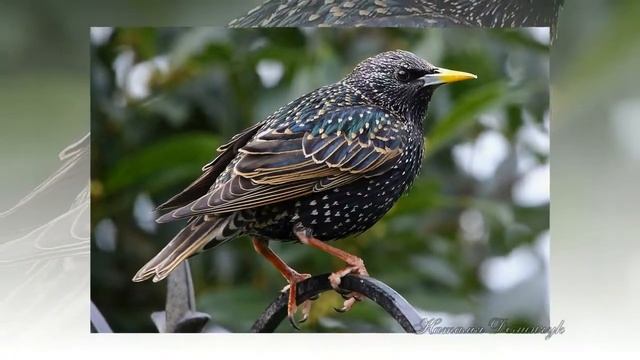 Весенние трели