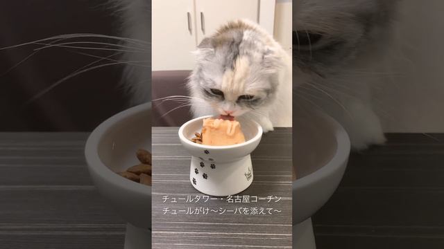 ㊗️3歳の誕生日を迎えた猫様（スコティッシュ・フォールド） смотреть онлайн