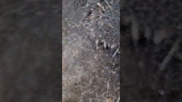 Первое апреля и муравьи! Не розыгрыш... смотреть онлайн