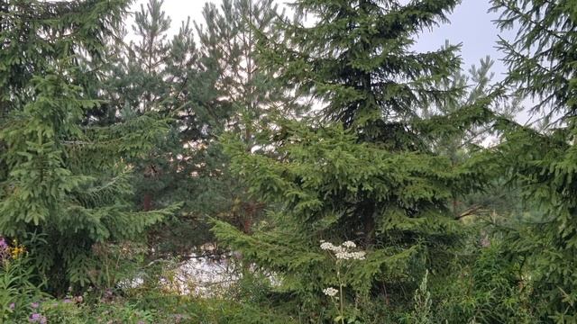 Шум воды | шум леса | звук воды |