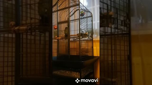 Жако Попугай Зажигает! Parrot Jaco Talker!!!